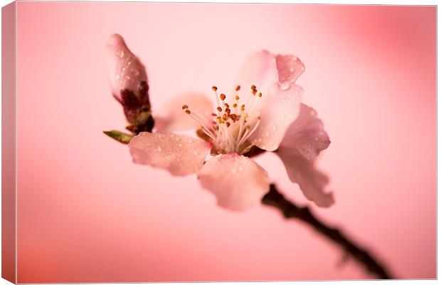  Cherry blossoms Canvas Print by Inguna Plume