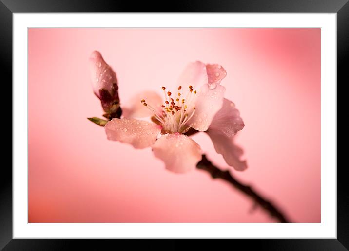 Cherry blossoms Framed Mounted Print by Inguna Plume