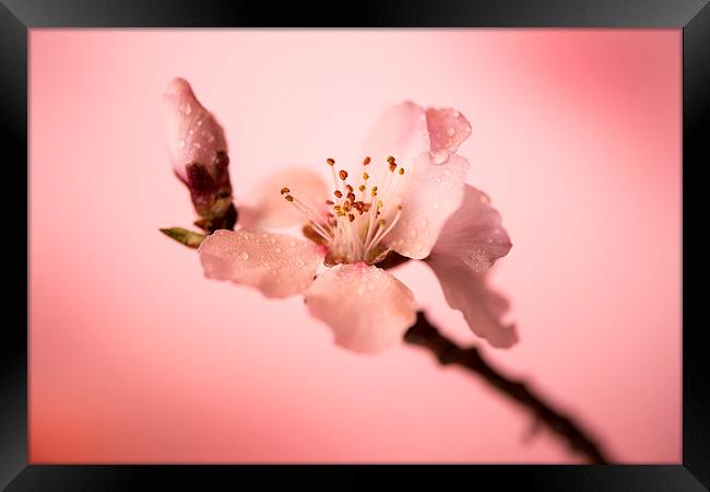  Cherry blossoms Framed Print by Inguna Plume