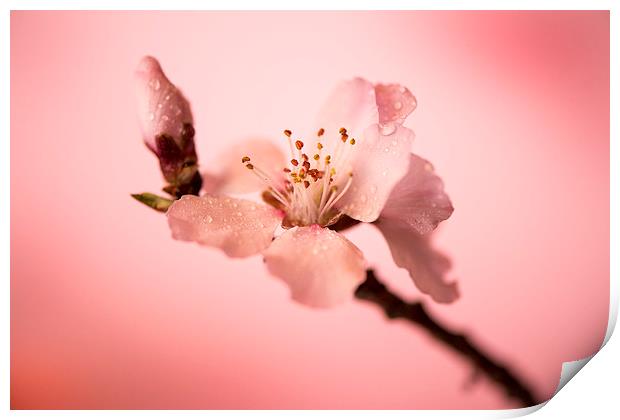  Cherry blossoms Print by Inguna Plume