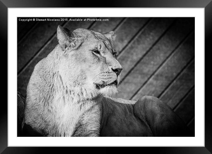 Lioness  on the Lookout Framed Mounted Print by Stewart Nicolaou