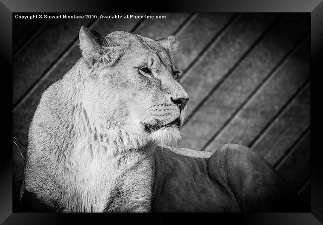 Lioness  on the Lookout Framed Print by Stewart Nicolaou