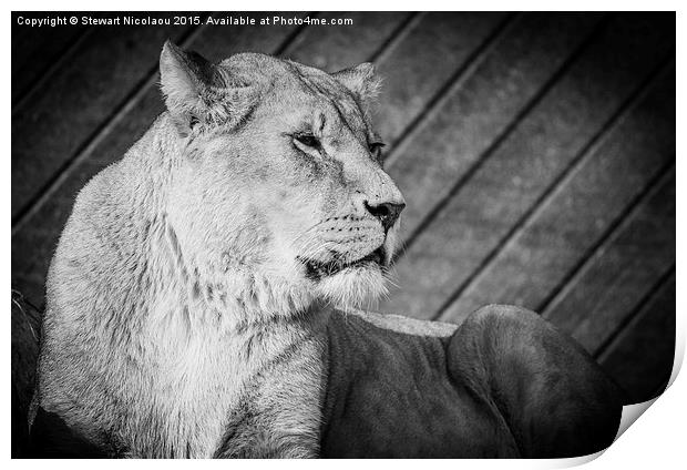 Lioness  on the Lookout Print by Stewart Nicolaou