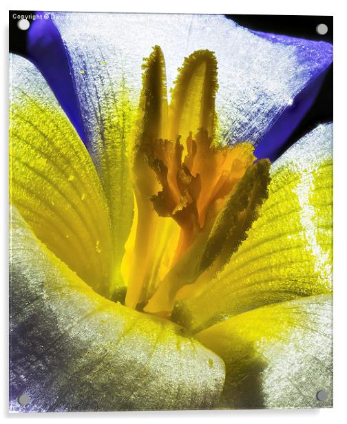  Spring crocus Acrylic by David Irving