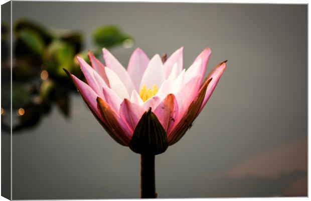 Lotus flower (water lily) Canvas Print by Brent Olson