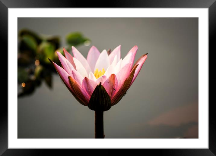 Lotus flower (water lily) Framed Mounted Print by Brent Olson