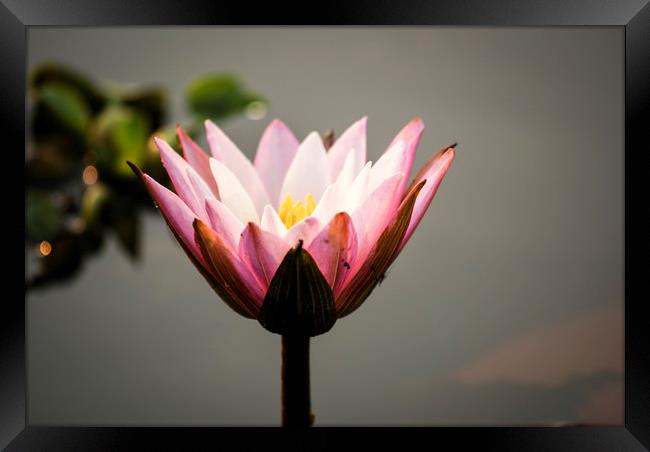 Lotus flower (water lily) Framed Print by Brent Olson