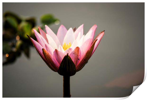 Lotus flower (water lily) Print by Brent Olson