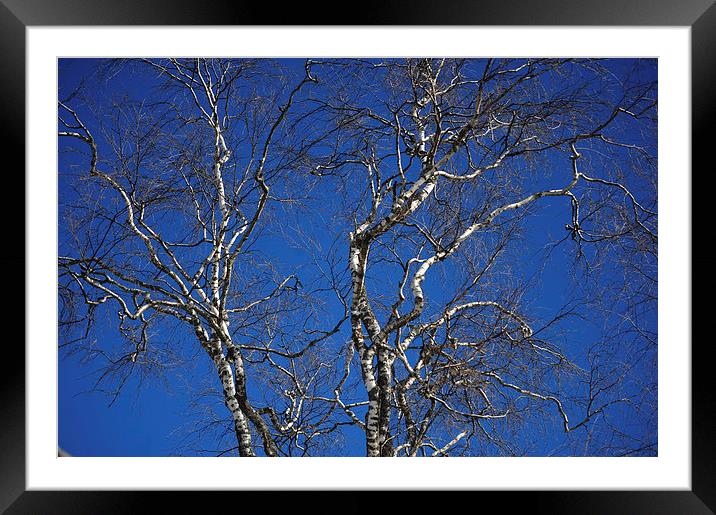  Deep Blue Sky and Birch Tree  Framed Mounted Print by Jenny Rainbow