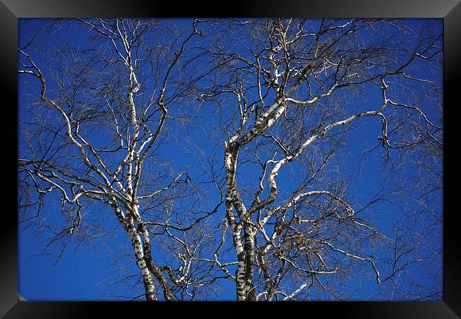  Deep Blue Sky and Birch Tree  Framed Print by Jenny Rainbow