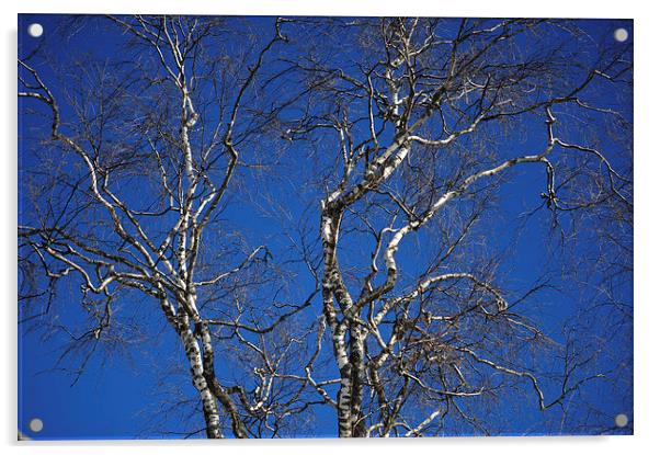  Deep Blue Sky and Birch Tree  Acrylic by Jenny Rainbow