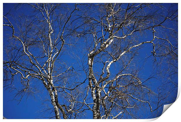  Deep Blue Sky and Birch Tree  Print by Jenny Rainbow