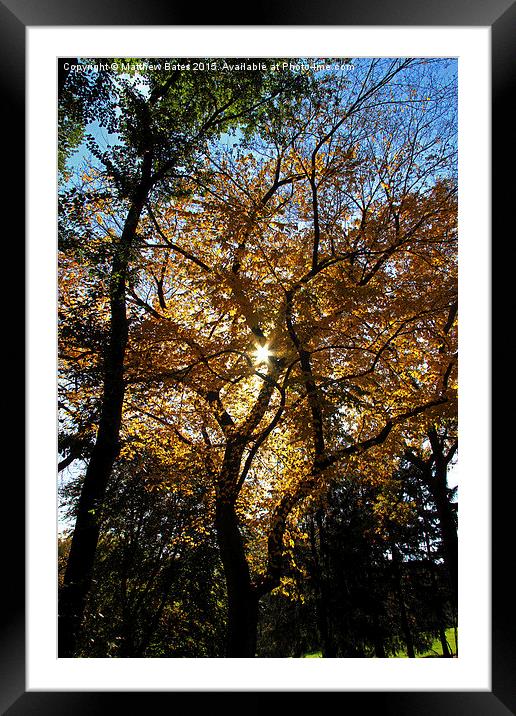 Autumnal colours Framed Mounted Print by Matthew Bates