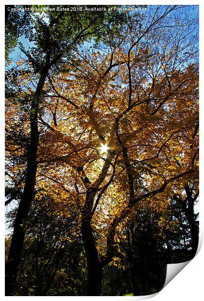 Autumnal colours Print by Matthew Bates