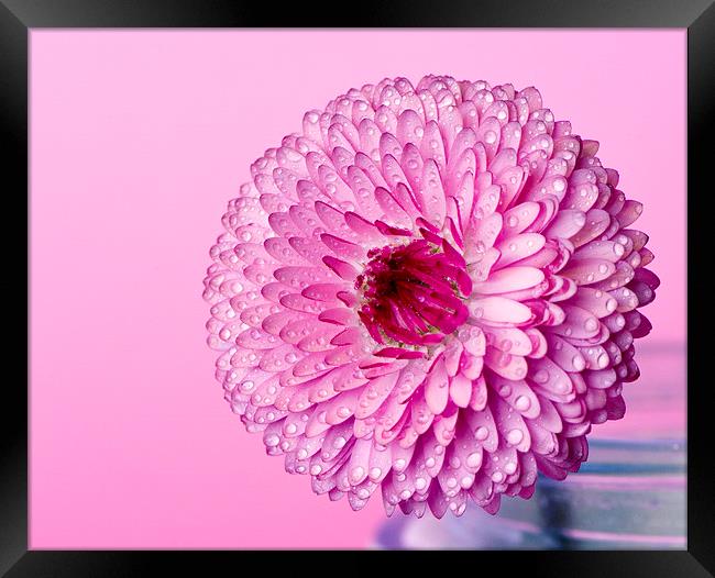 English daisy!  Framed Print by Inguna Plume