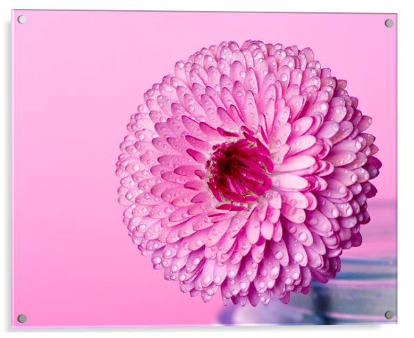 English daisy!  Acrylic by Inguna Plume