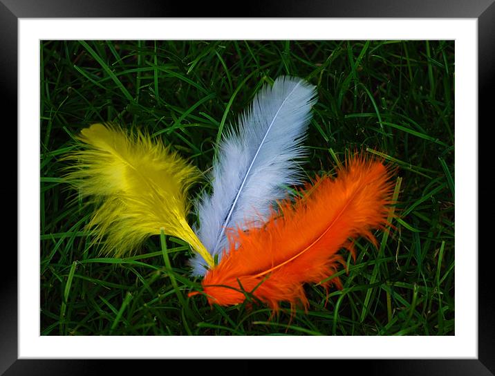 FEATHERS Framed Mounted Print by Ray Bacon LRPS CPAGB