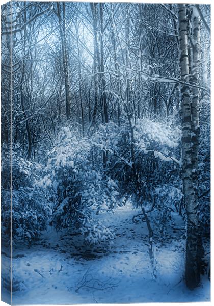 Silver Birches in the Snow Canvas Print by Ann Garrett