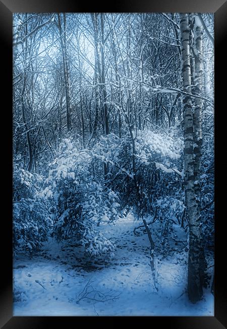 Silver Birches in the Snow Framed Print by Ann Garrett