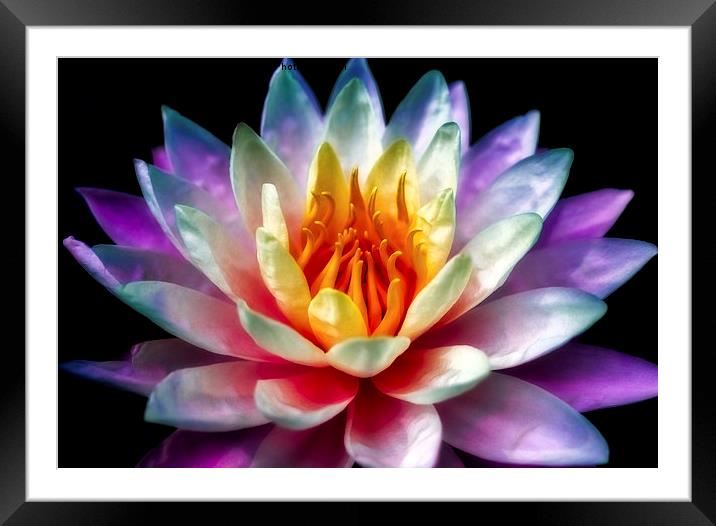 A Flower Framed Mounted Print by Adrian Evans