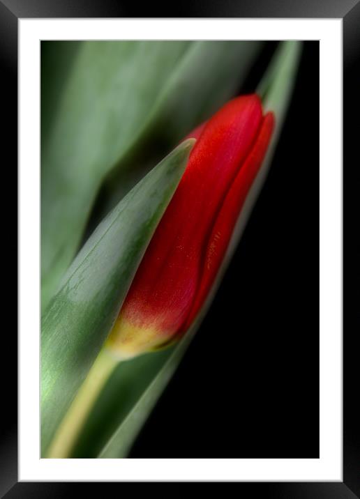Red Tulip Bud Framed Mounted Print by Ann Garrett