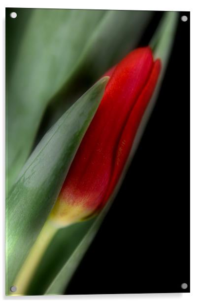 Red Tulip Bud Acrylic by Ann Garrett