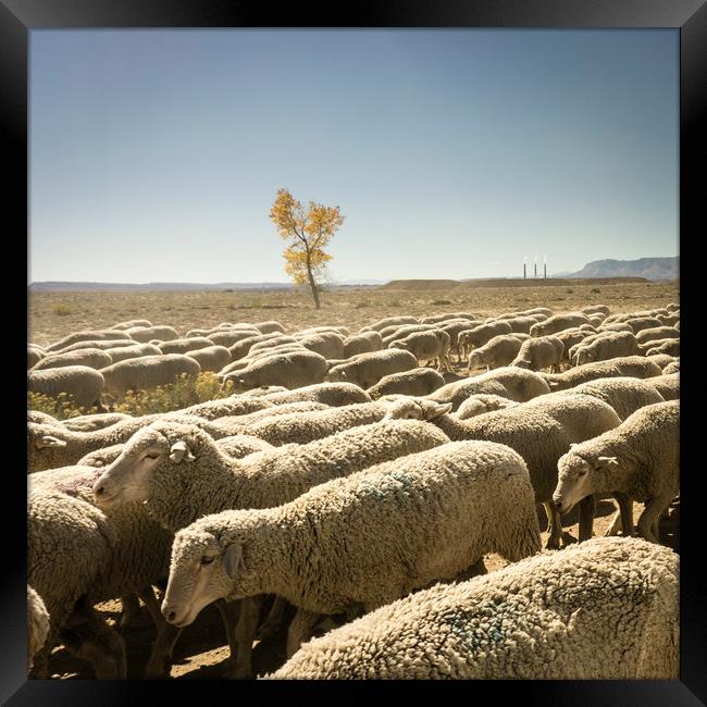 Sheep moving along the desert Framed Print by Brent Olson