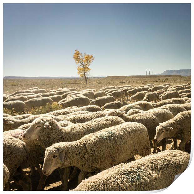 Sheep moving along the desert Print by Brent Olson