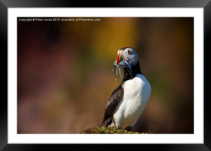  Puffin with sandeels Framed Mounted Print by Peter Jones