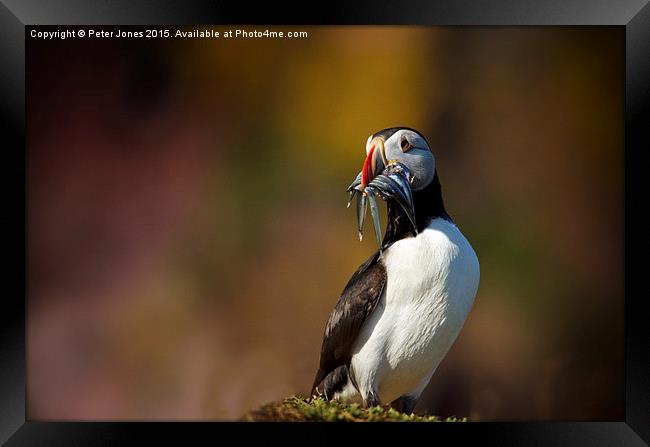  Puffin with sandeels Framed Print by Peter Jones