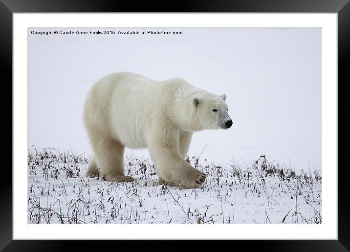  Male Polar Bear Framed Mounted Print by Carole-Anne Fooks