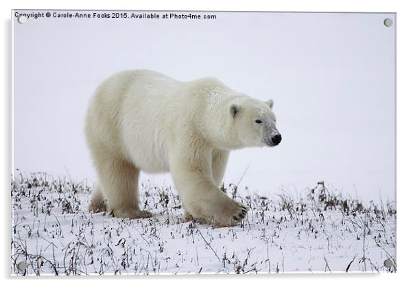  Male Polar Bear Acrylic by Carole-Anne Fooks