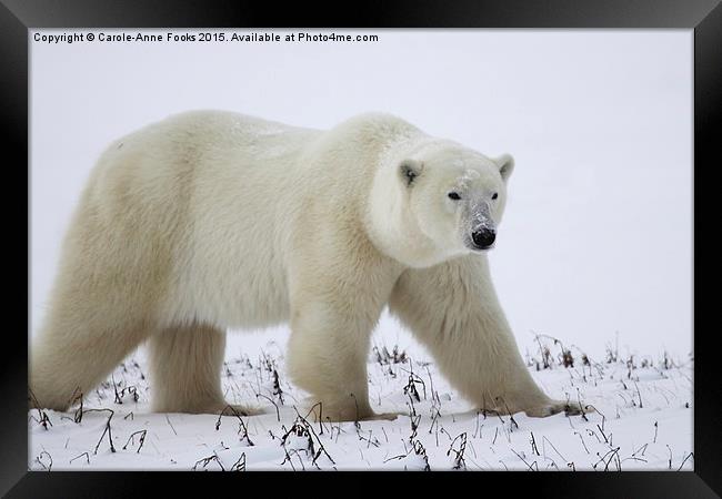  Male Polar Bear Framed Print by Carole-Anne Fooks
