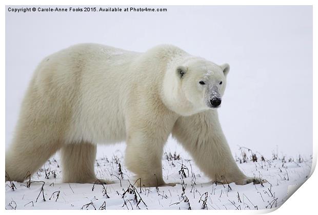  Male Polar Bear Print by Carole-Anne Fooks