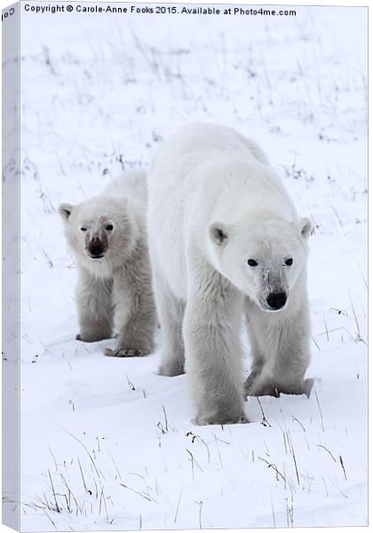 Polar Bear & Her Cub, Churchill, Canada Canvas Print by Carole-Anne Fooks