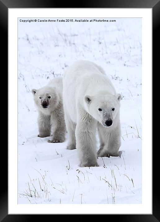 Polar Bear & Her Cub, Churchill, Canada Framed Mounted Print by Carole-Anne Fooks