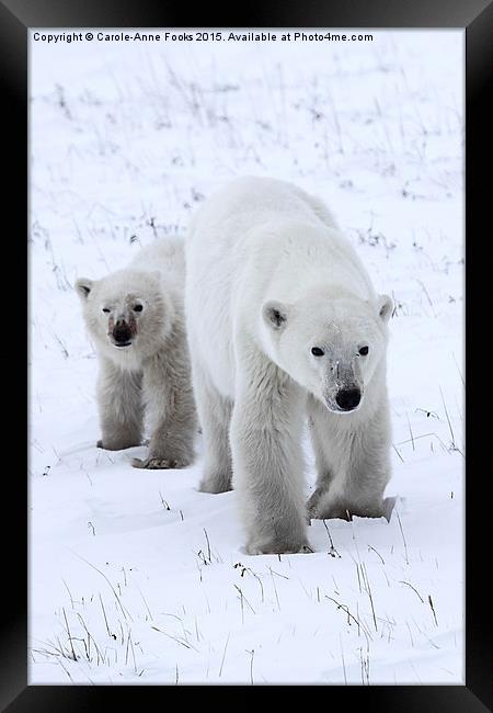 Polar Bear & Her Cub, Churchill, Canada Framed Print by Carole-Anne Fooks