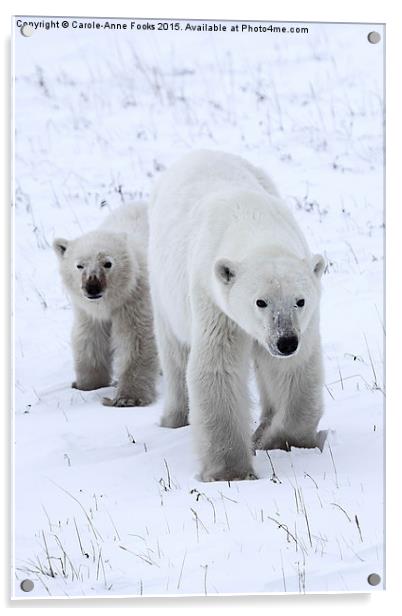 Polar Bear & Her Cub, Churchill, Canada Acrylic by Carole-Anne Fooks