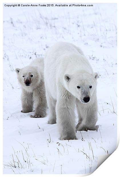 Polar Bear & Her Cub, Churchill, Canada Print by Carole-Anne Fooks