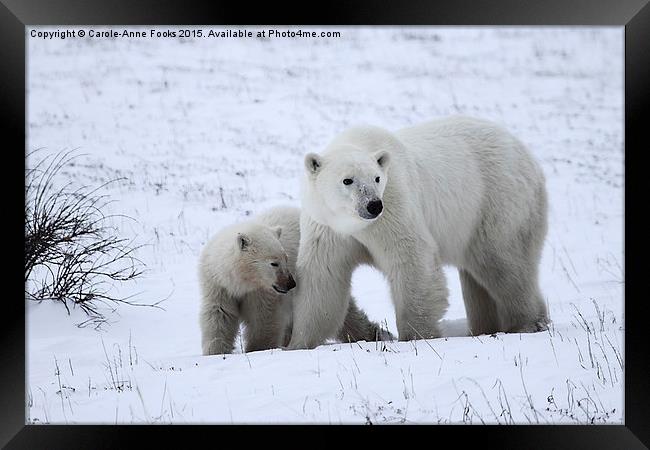 Polar Bear & Her Cub, Churchill, Canada Framed Print by Carole-Anne Fooks