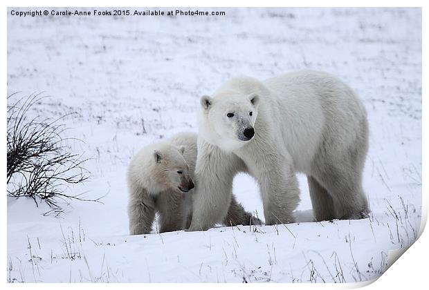  Polar Bear & Her Cub, Churchill, Canada Print by Carole-Anne Fooks