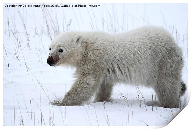  Baby Polar Bear Print by Carole-Anne Fooks