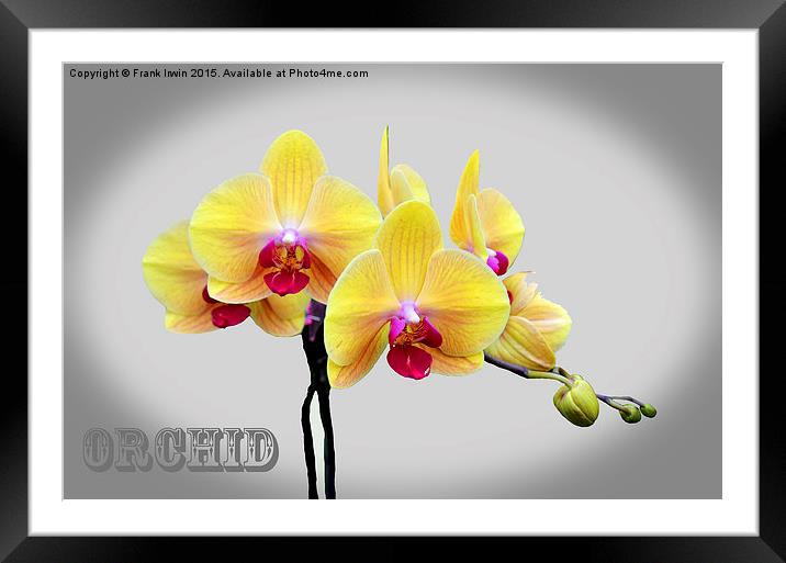  Beautiful White Phalaenopsis Orchid Framed Mounted Print by Frank Irwin