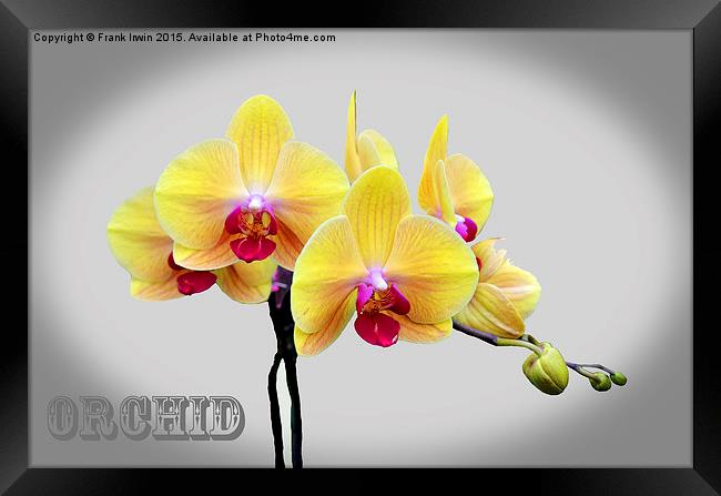  Beautiful White Phalaenopsis Orchid Framed Print by Frank Irwin