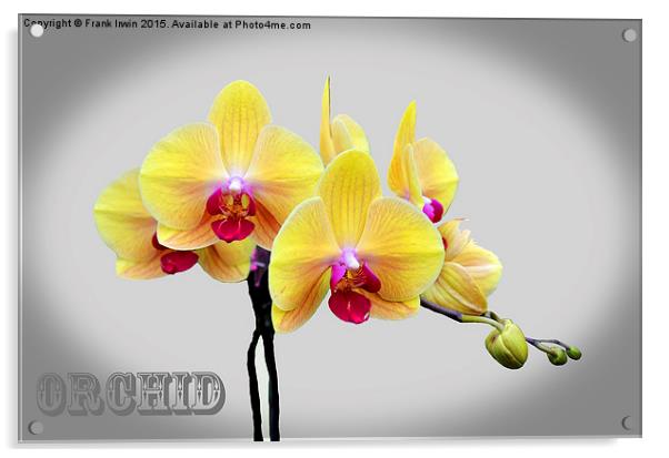  Beautiful White Phalaenopsis Orchid Acrylic by Frank Irwin