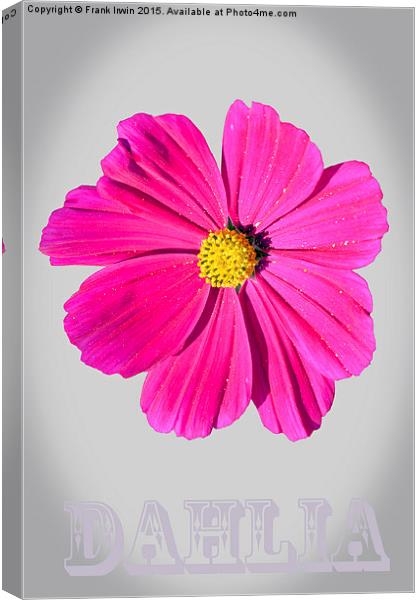 Dahlia in art form with a vignette Canvas Print by Frank Irwin