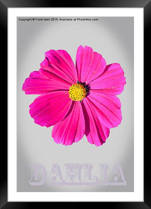 Dahlia in art form with a vignette Framed Mounted Print by Frank Irwin