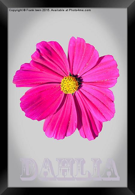 Dahlia in art form with a vignette Framed Print by Frank Irwin