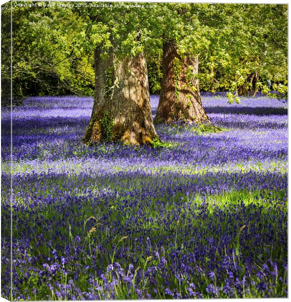 Bluebells in the Forest Canvas Print by Dave Massey