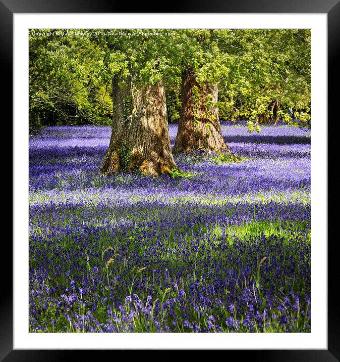 Bluebells in the Forest Framed Mounted Print by Dave Massey